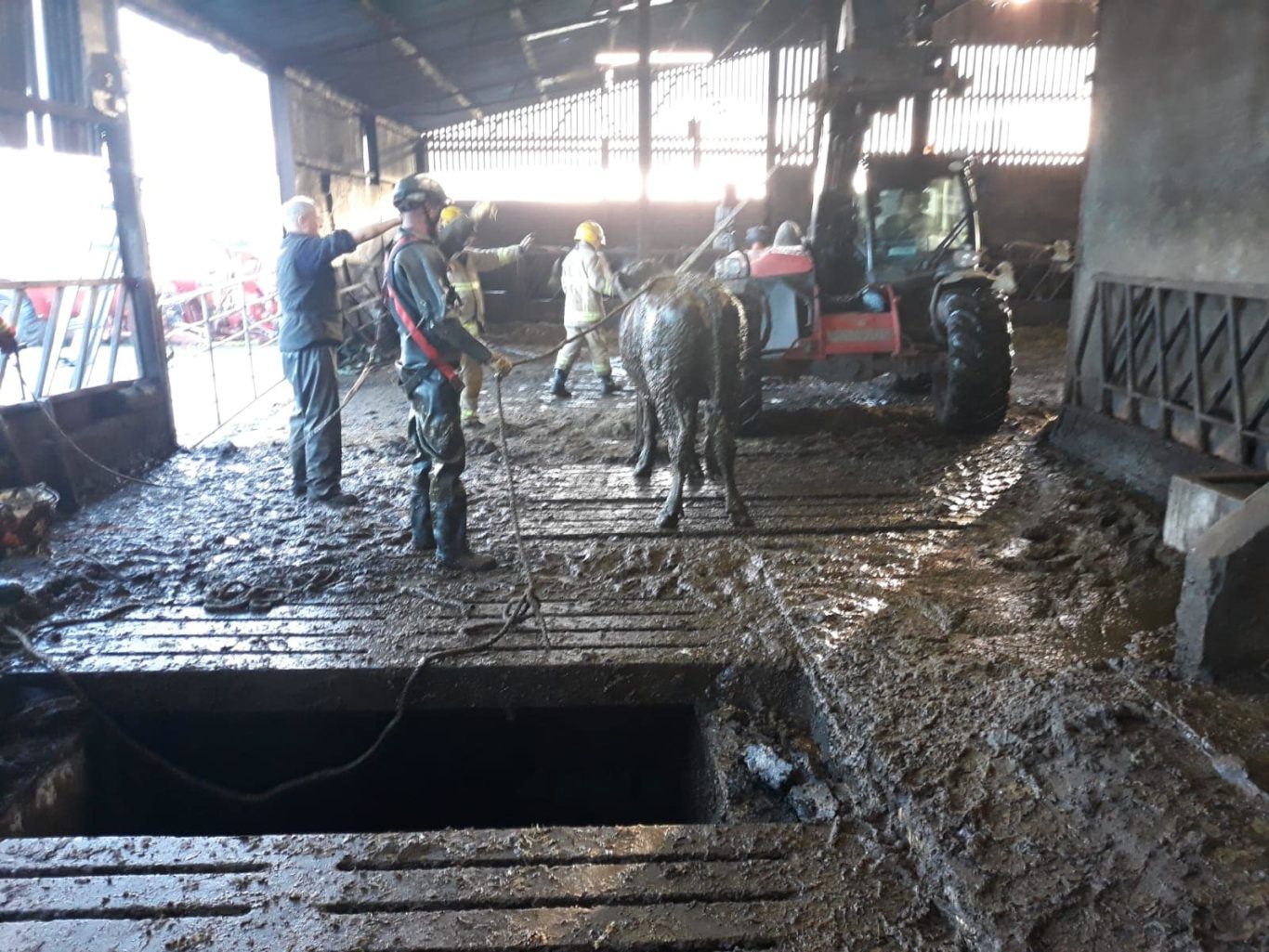 Cattle rescued from slurry tank on farm in Northern Ireland | BT