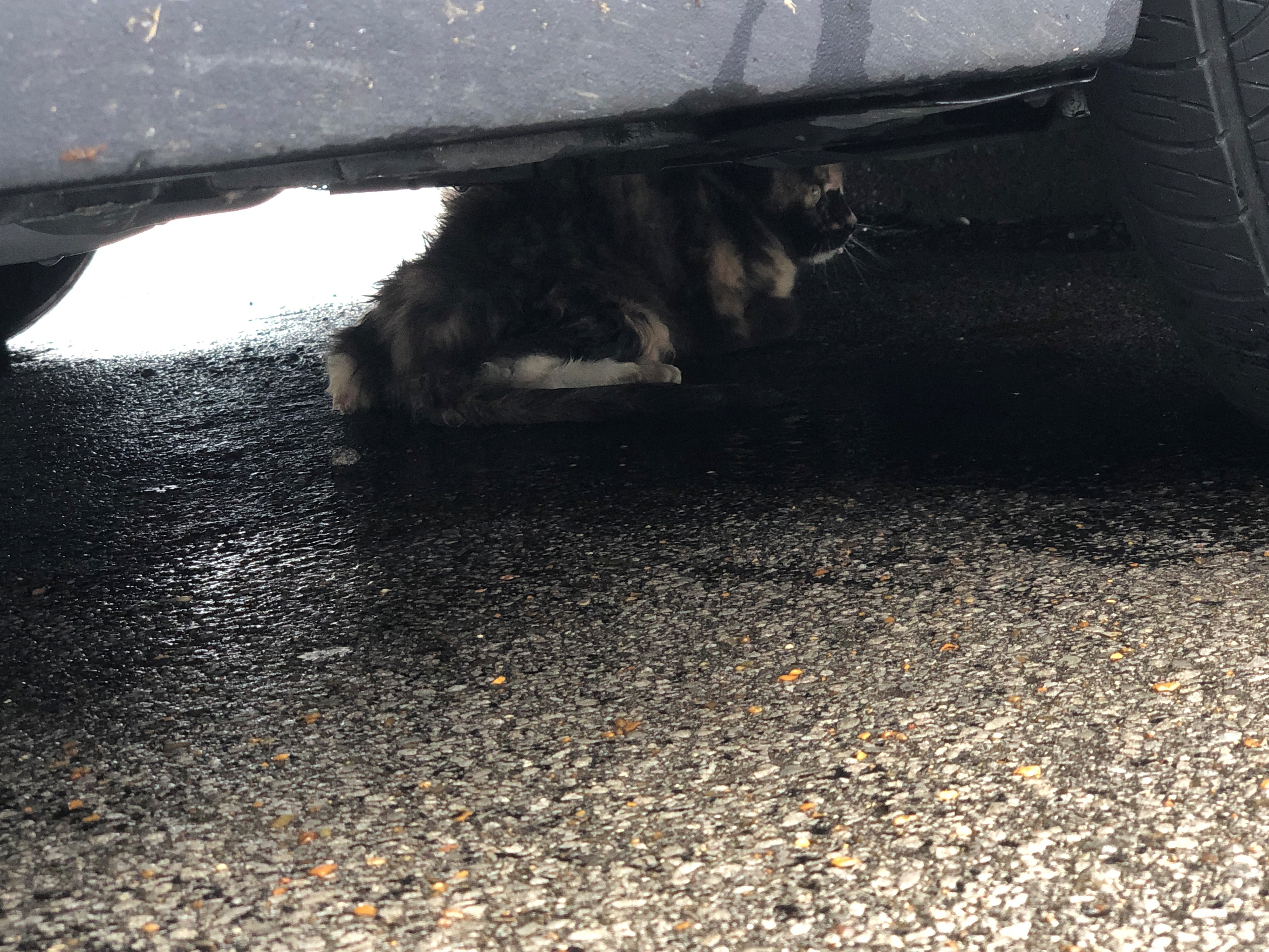 A cat being rescued in Tennessee