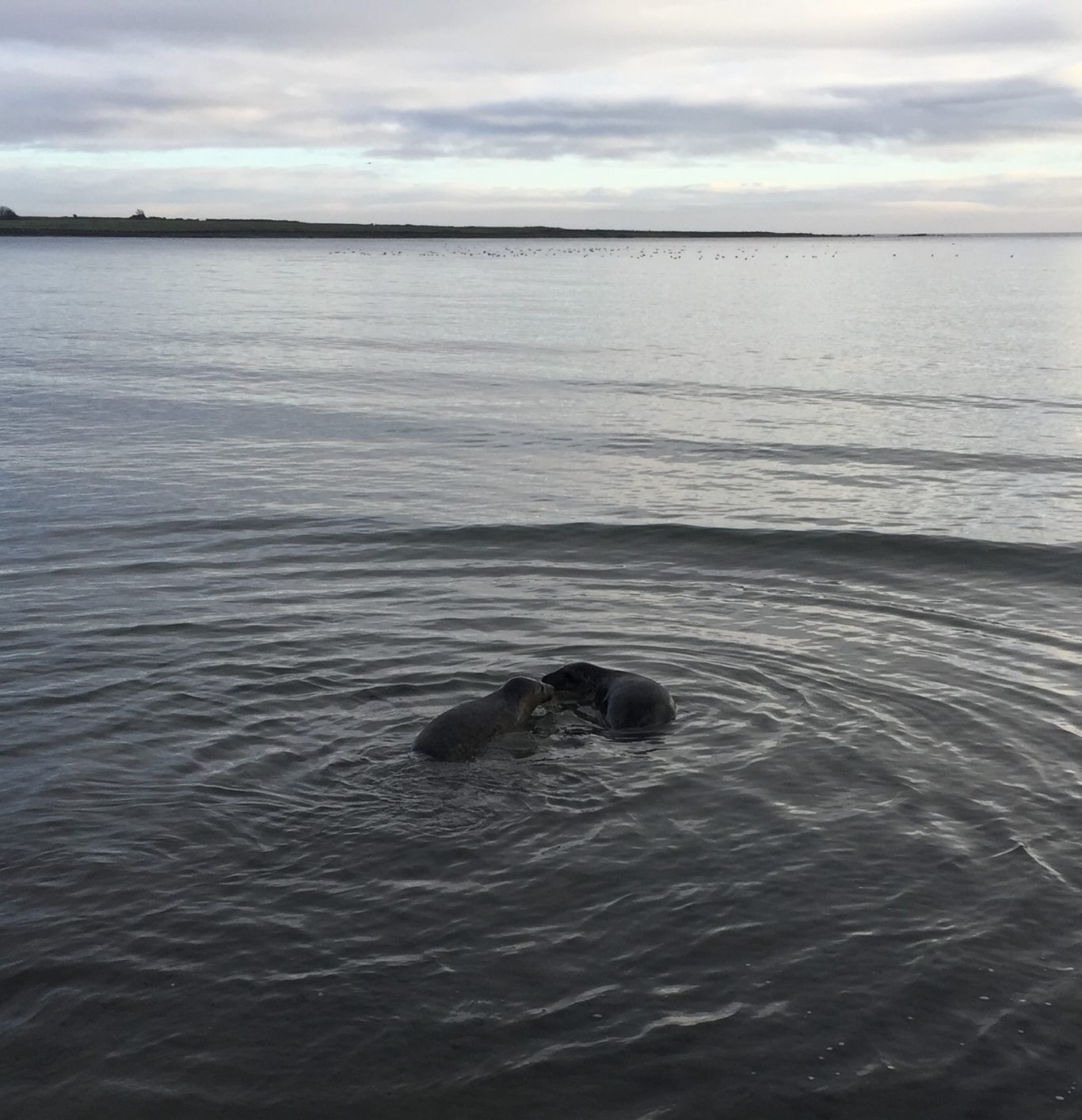 Tears As Seal Pups Returned To Wild Express Star