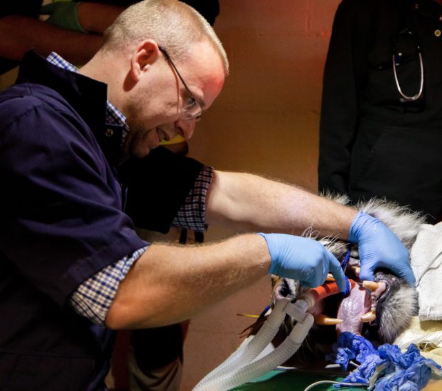 Fabi the tiger undergoes at root canal procedure (Paignton Zoo/PA)