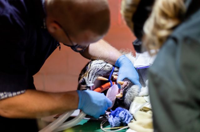 The procedure took two-and-a-half hours (Paignton Zoo/PA)