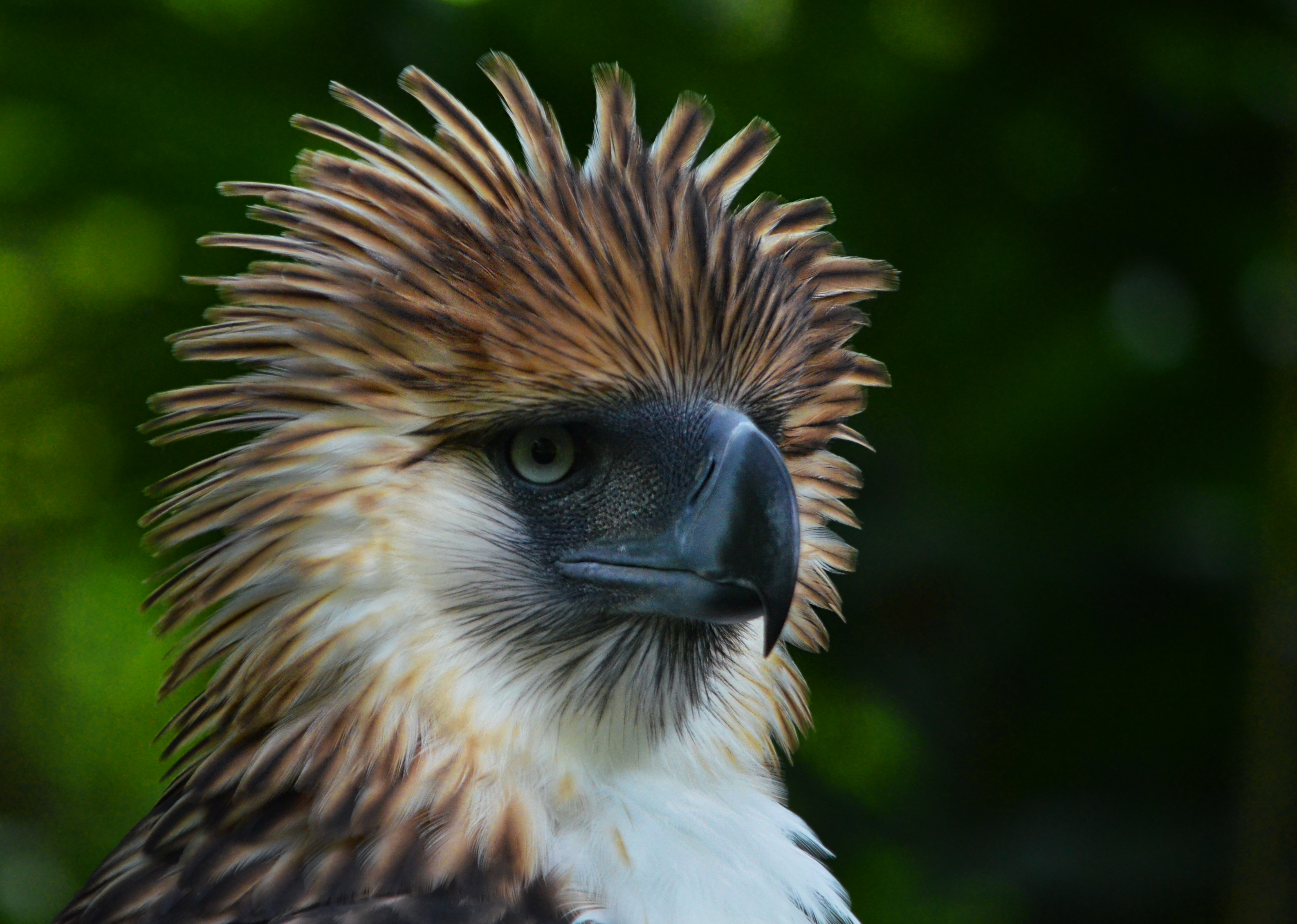  Philippines Eagle 