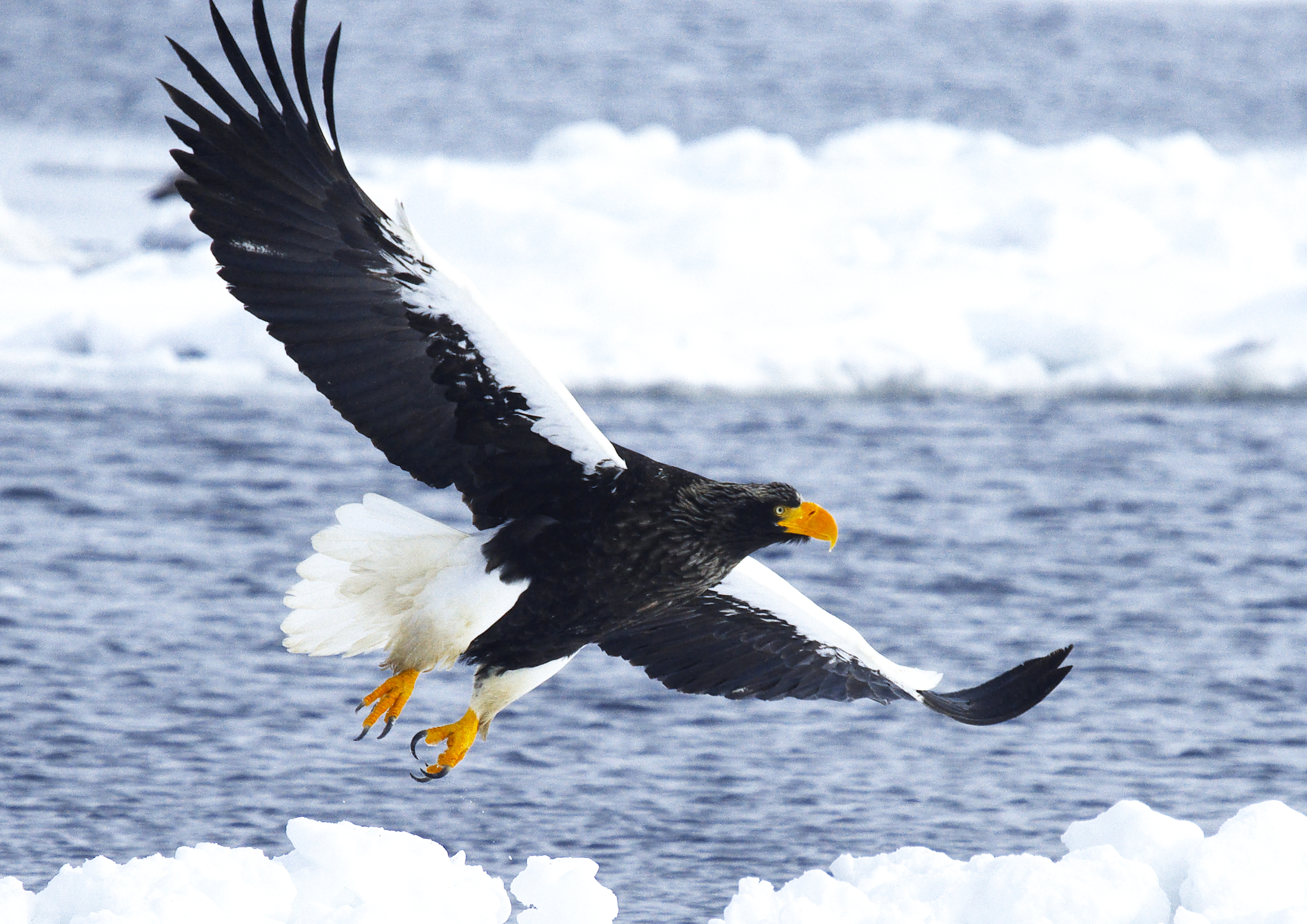 Steller's Sea Eagle flying