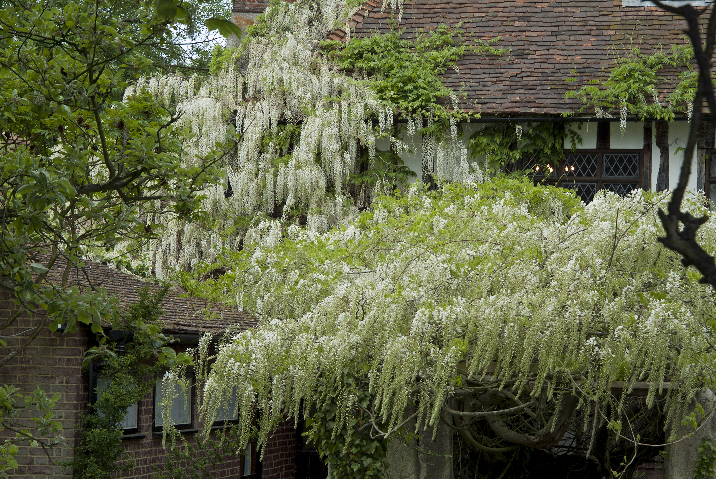 wisteria that's out of control (Tim Sandall/RHS/PA)