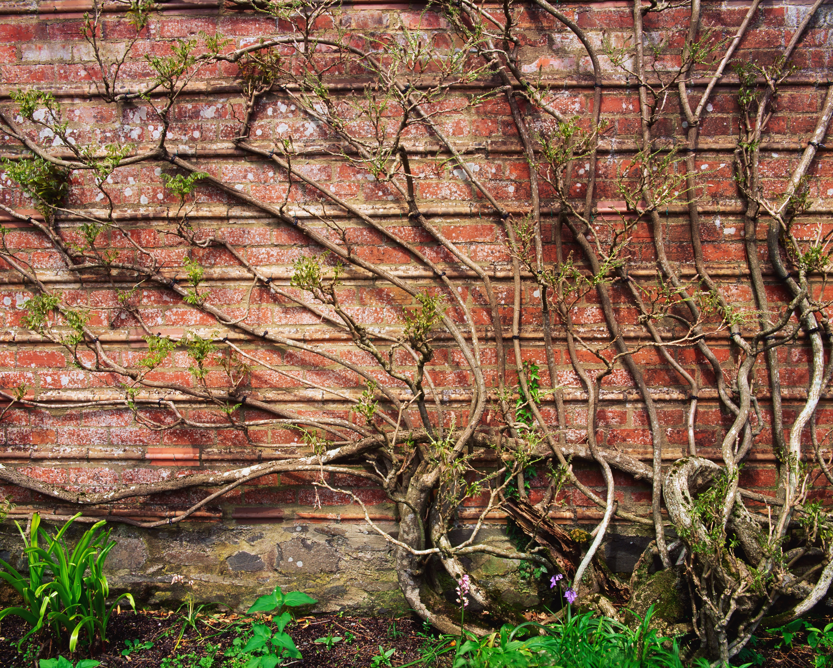 A neat framework of wisteria branches (Thinkstock/PA)