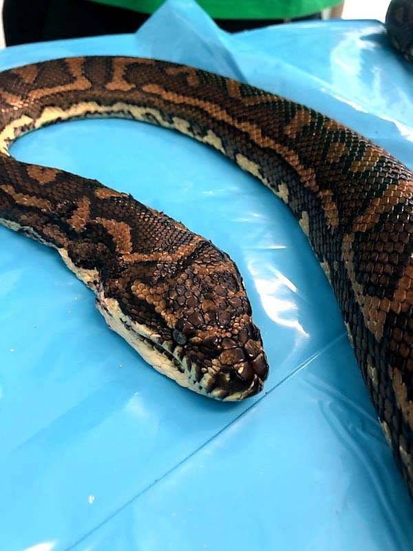 The python after the ticks were removed