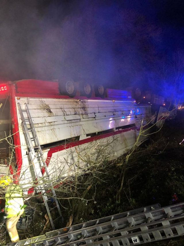 Fire fighters in Northern Ireland work to rescue 39 bulls trapped in an overturned lorry