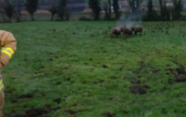 Rescued bulls in Co Fermanagh