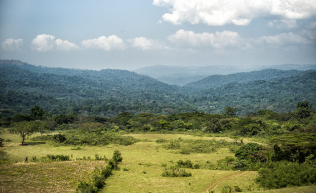 The Yayu forest in south west Ethiopia is one of the most important refuges for wild Arabica coffee (Emily Garthwaite/PA)