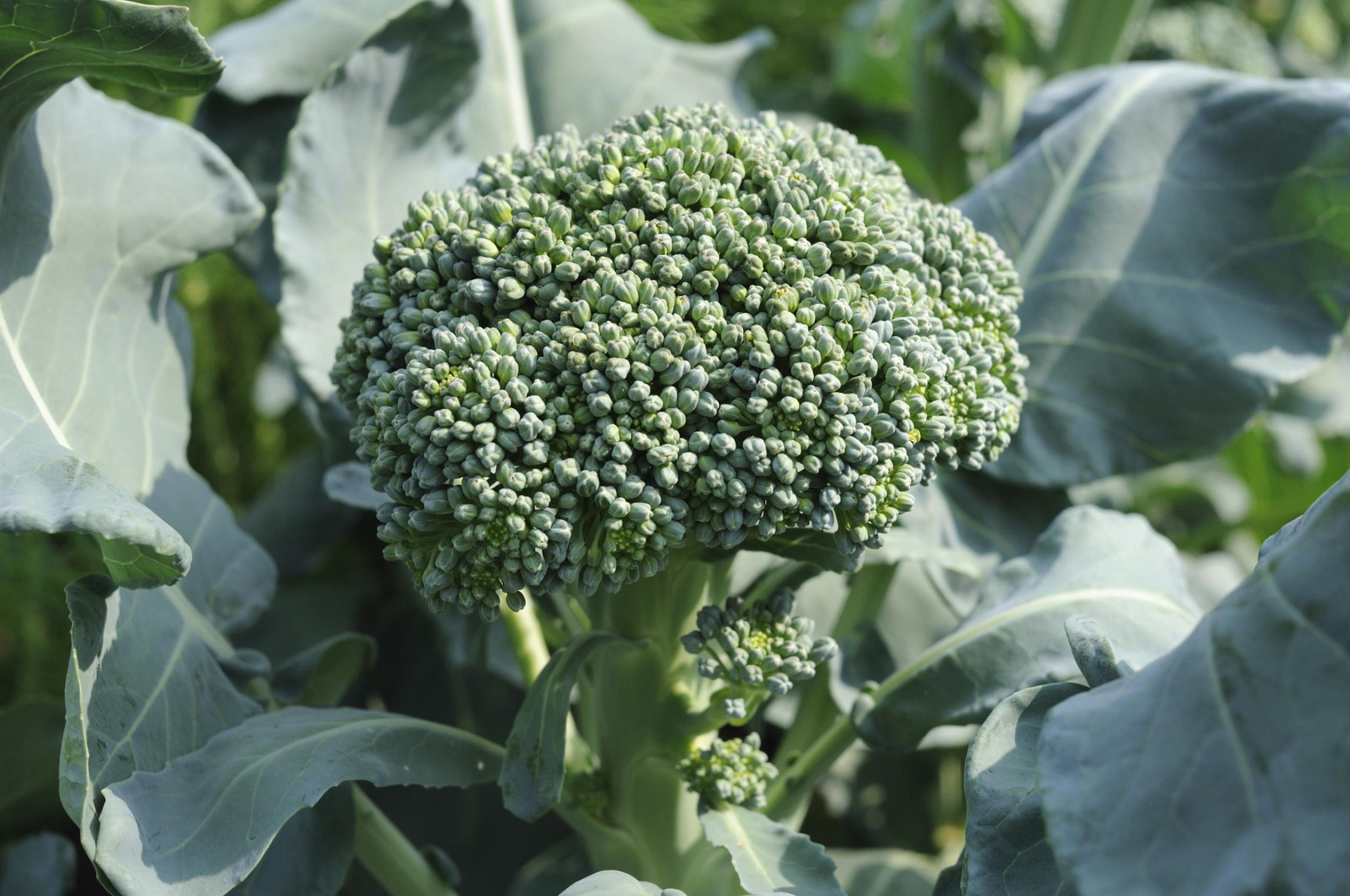 Broccoli is rich in nutrients (Thinkstock/PA)