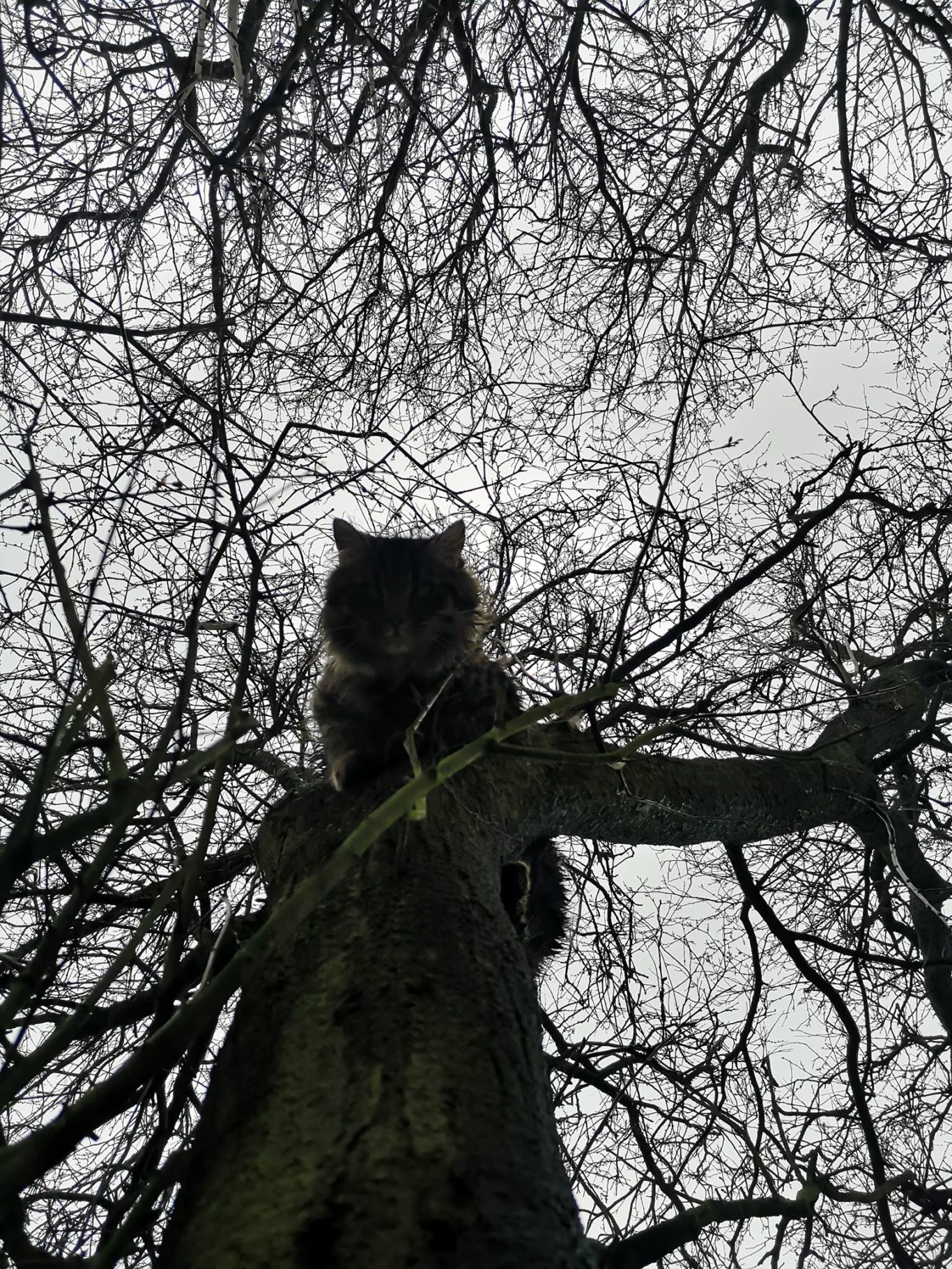 Firefighters rescue woman who got stuck up tree trying to save her cat ...