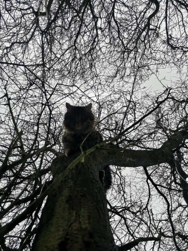 Harry stuck up the tree