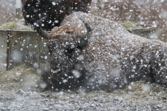 A bison in the snow