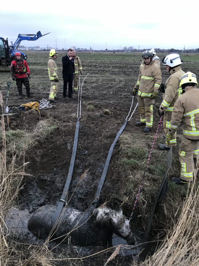 Essex Fire and Rescue Service winched Puddles out of the ditch. (RSPCA/ PA)