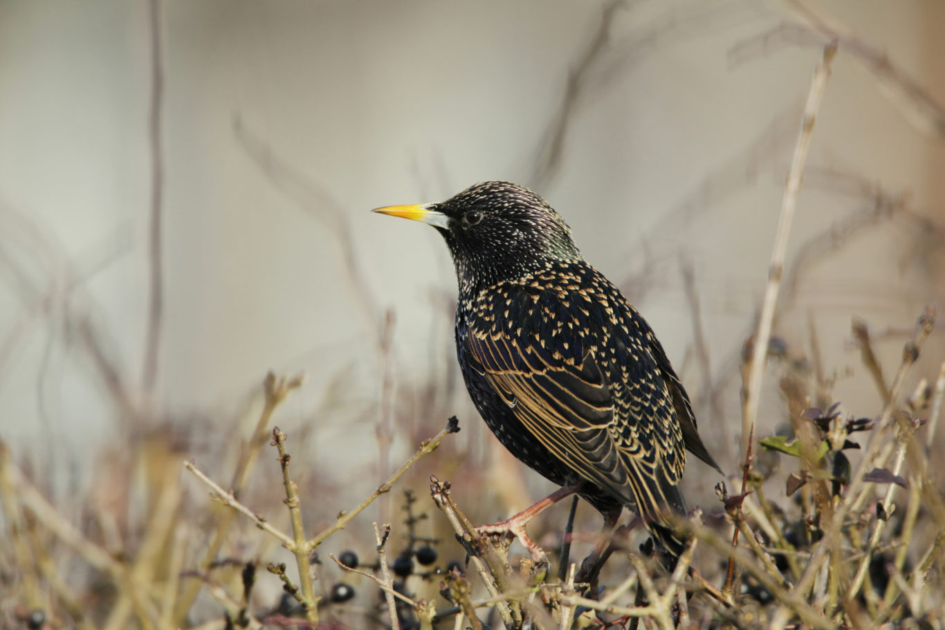 Male starling