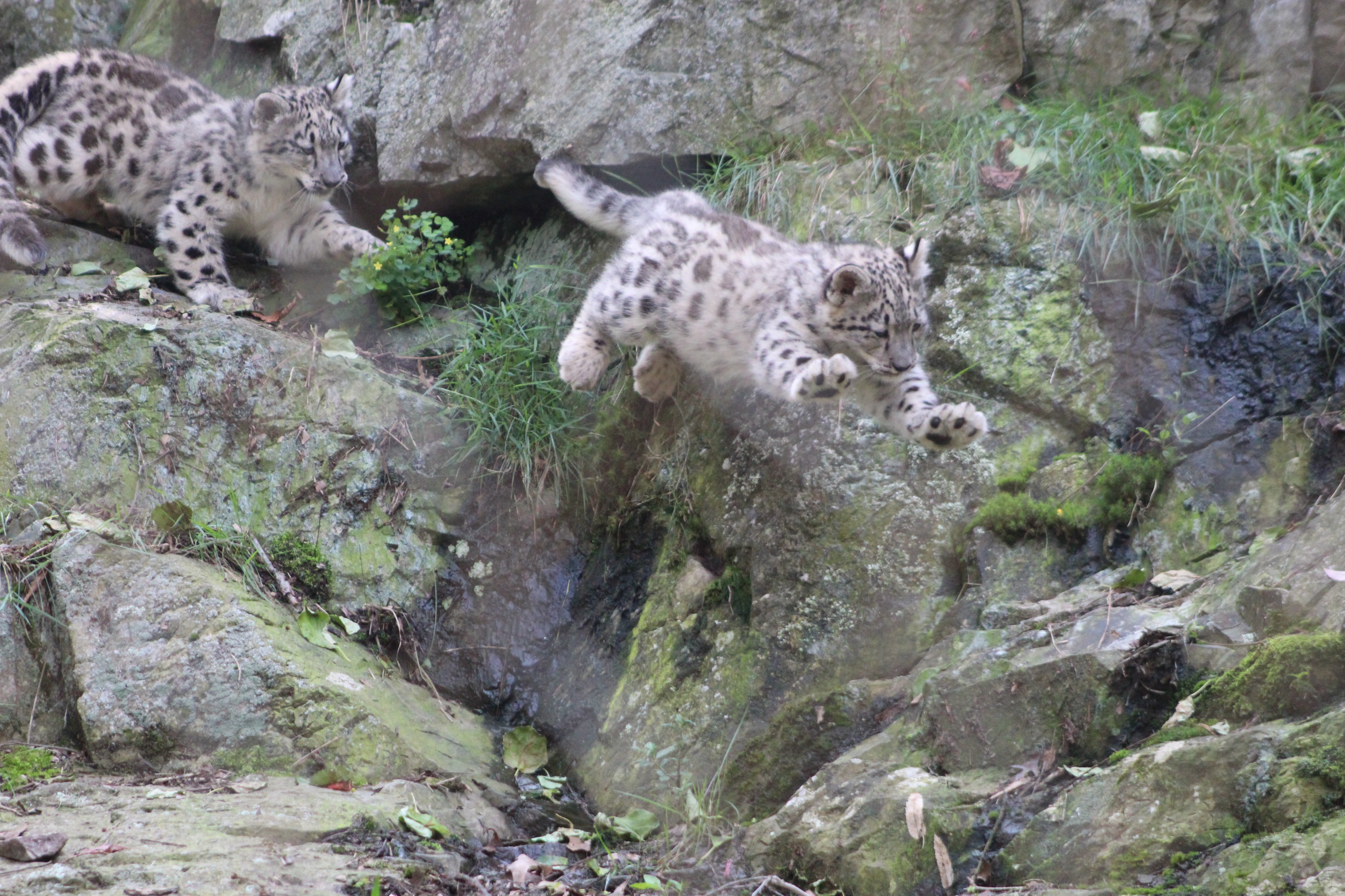 A snow leopard cub