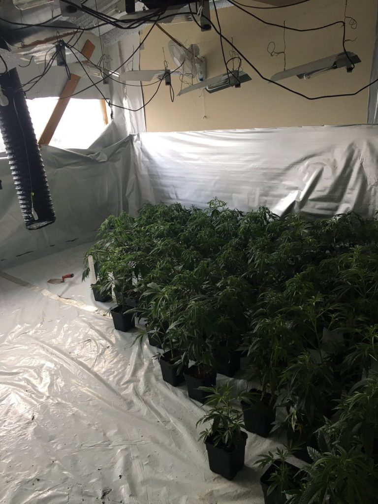 Huge cannabis factory uncovered in derelict tower block | Express & Star
