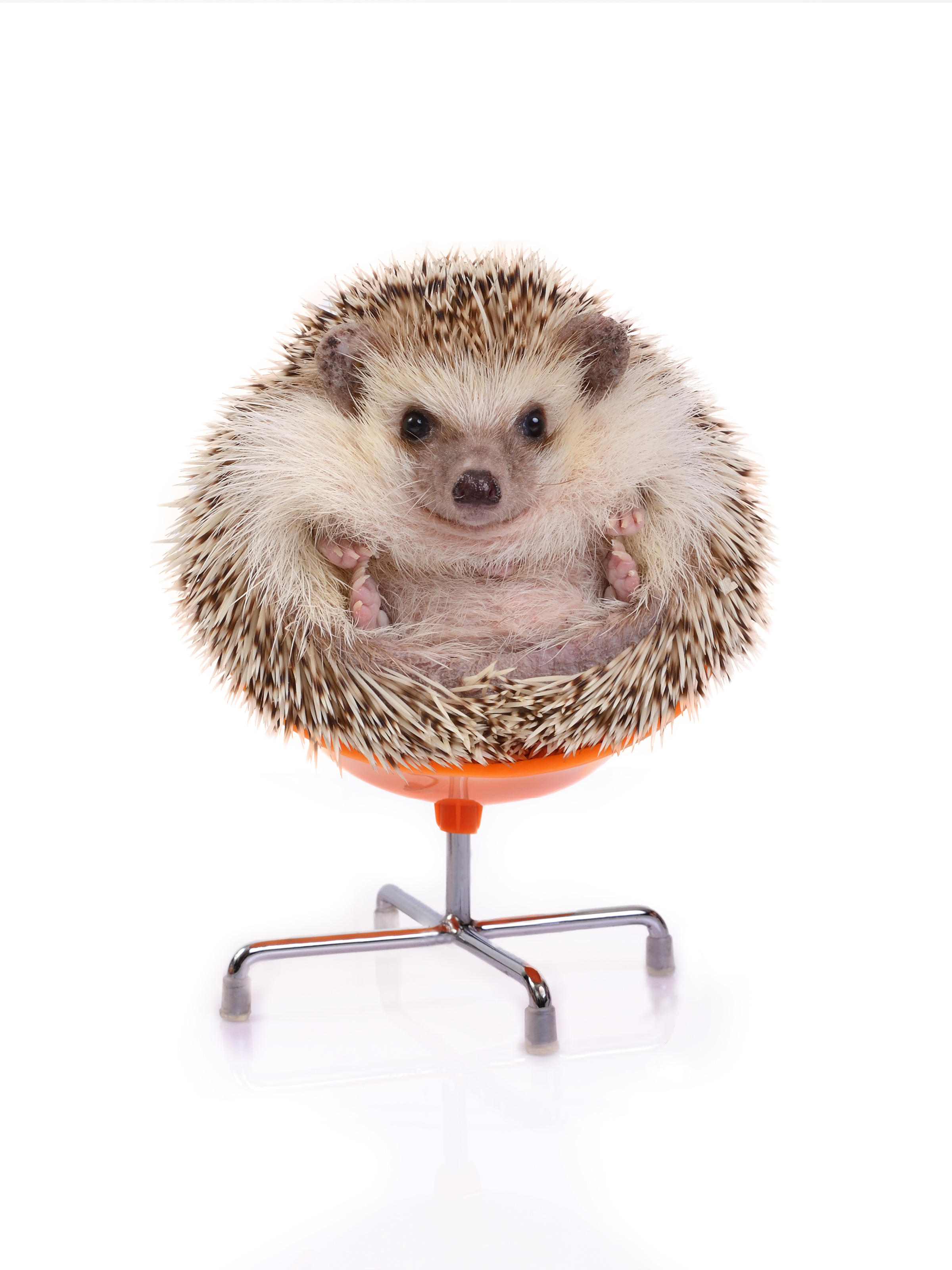 A cute hedgehog on a chair