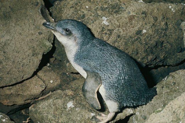 A little blue penguin