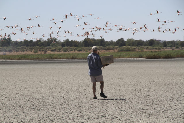 A volunteer collects flamingo chicks at the Kamfer Dam