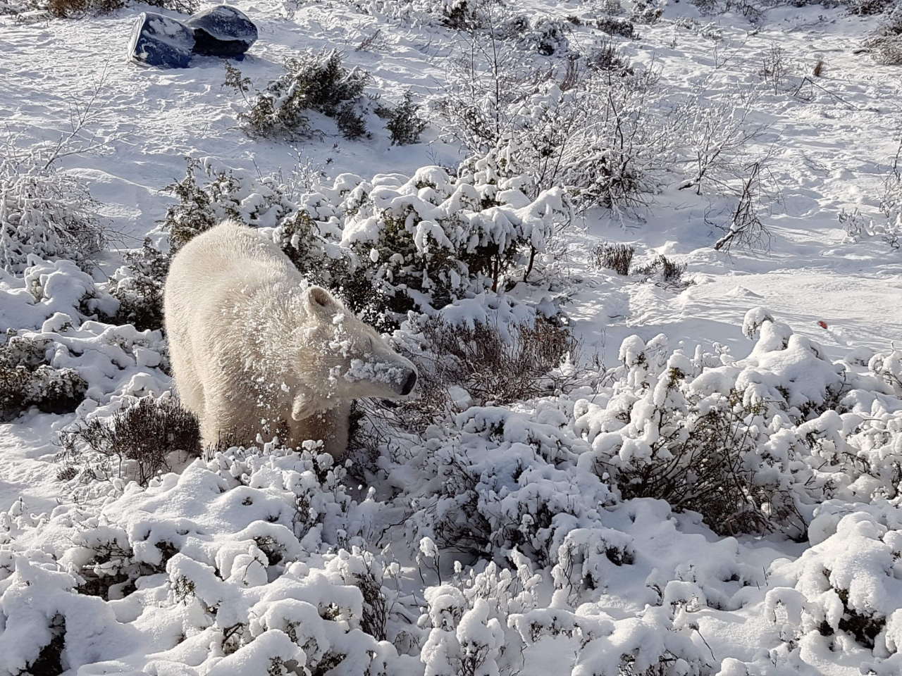 Polar bear cub in snow