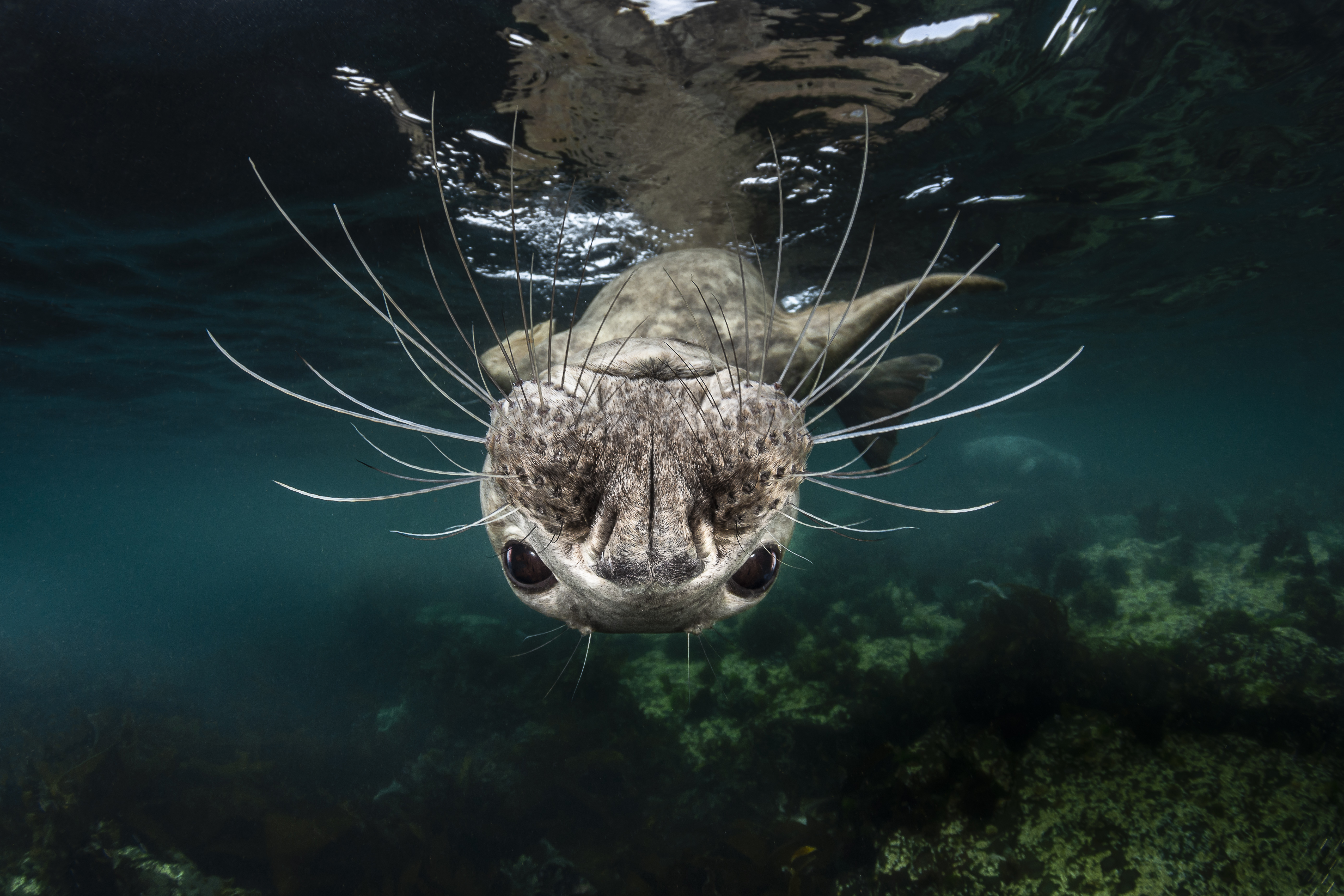 A grey seal underwater