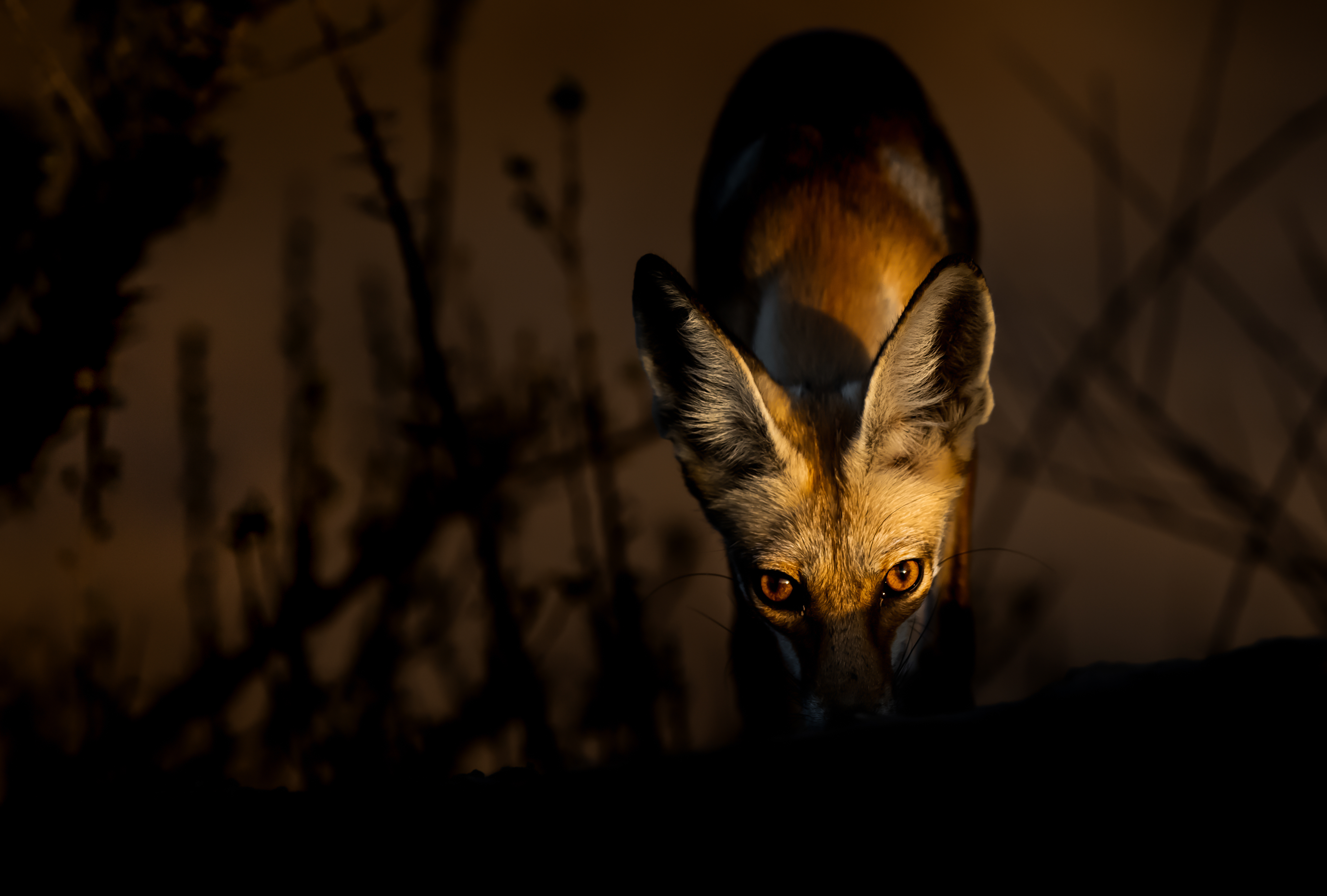 A fox ready to spring