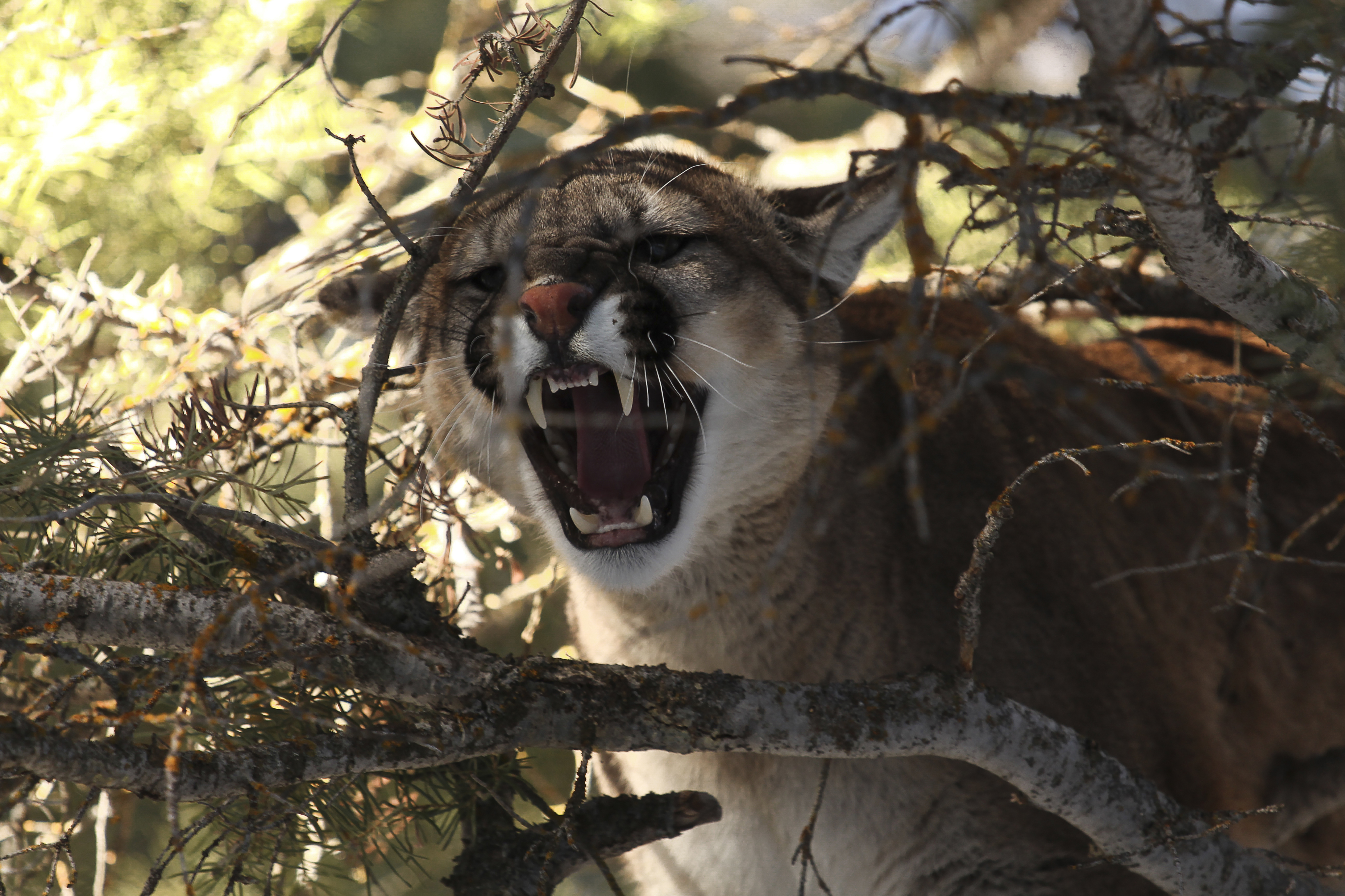 A cougar roars