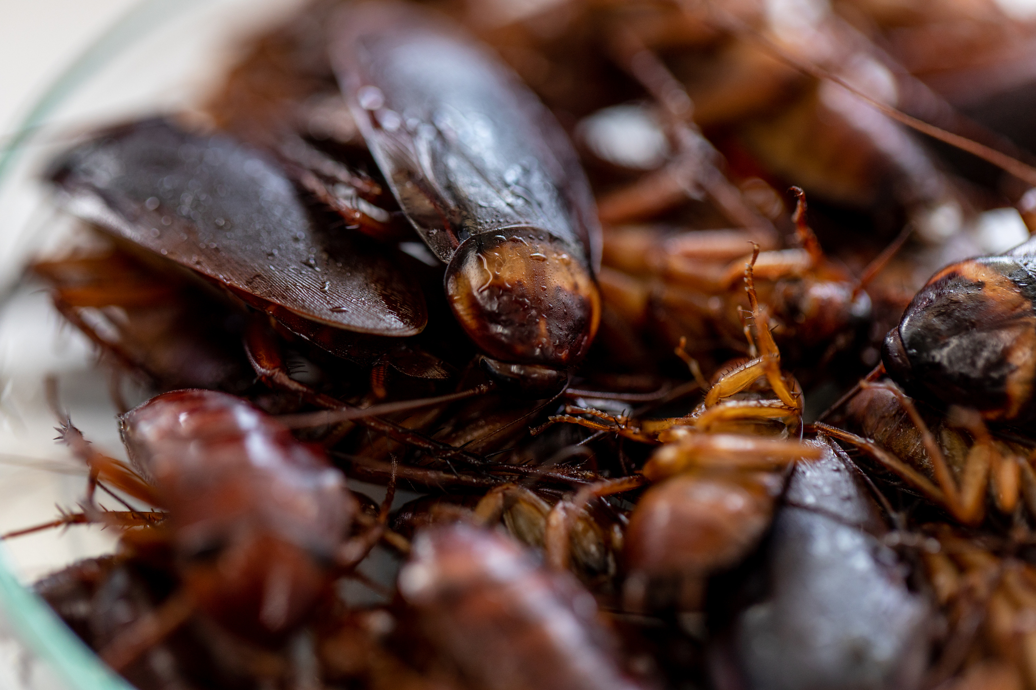 A swarm of cockroaches