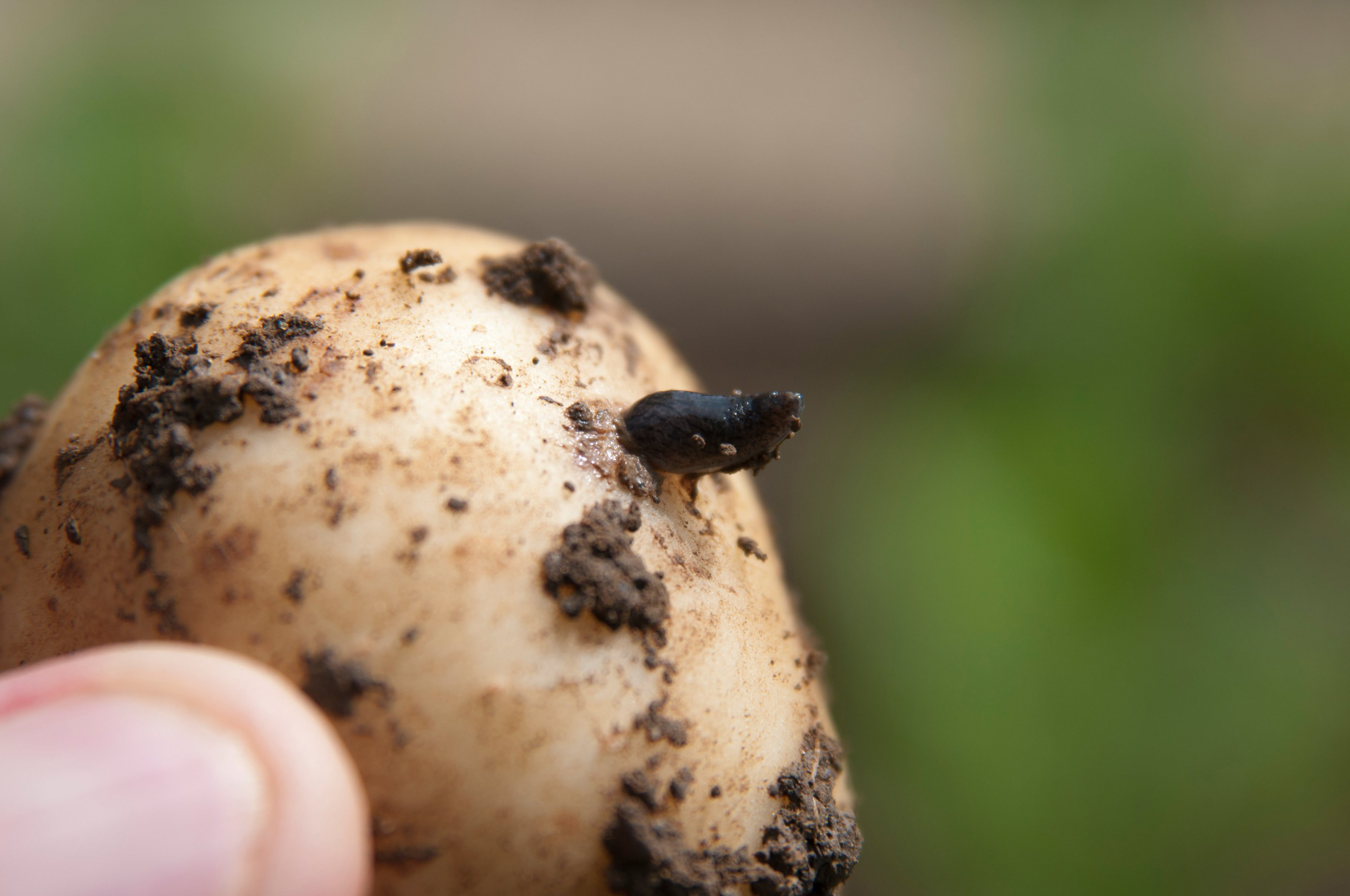 Slugs in a potato (Tim Sandall/RHS/PA)