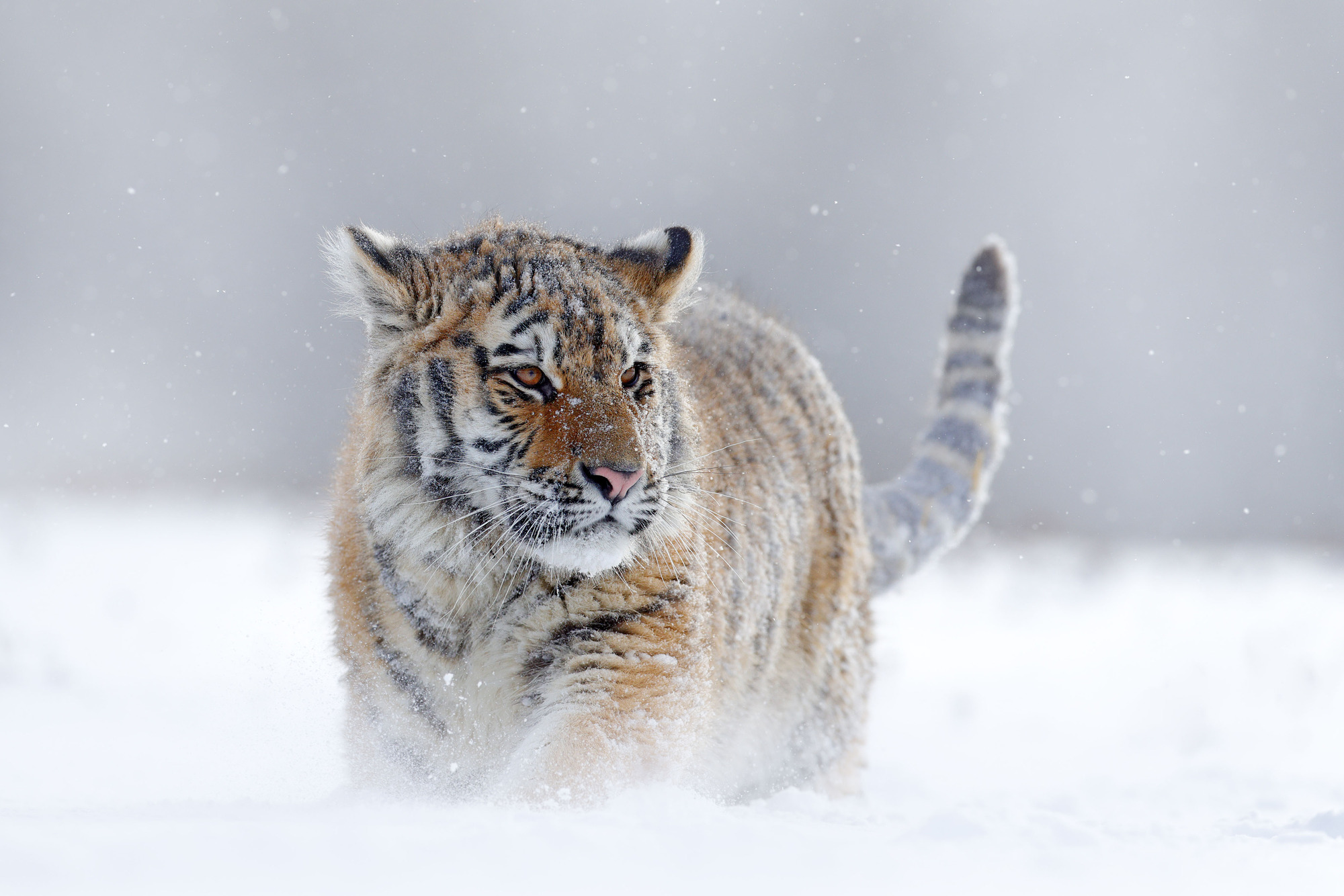 Siberian tiger walking through deep snow in the Taiga forest in Frozen Planet II 