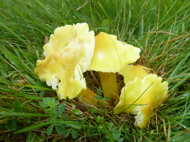 Threatened citrine waxcaps have been recorded at The Leasowes (Natural England/PA)