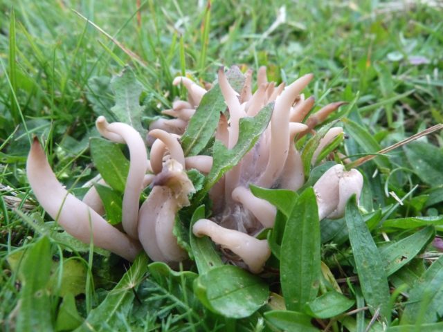 Smoky spindles fungi is one of the species that will benefit from protection (Natural England/PA)