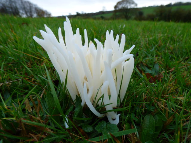 Down Farm is home to striking fungi including white spindles (Natural England/PA)