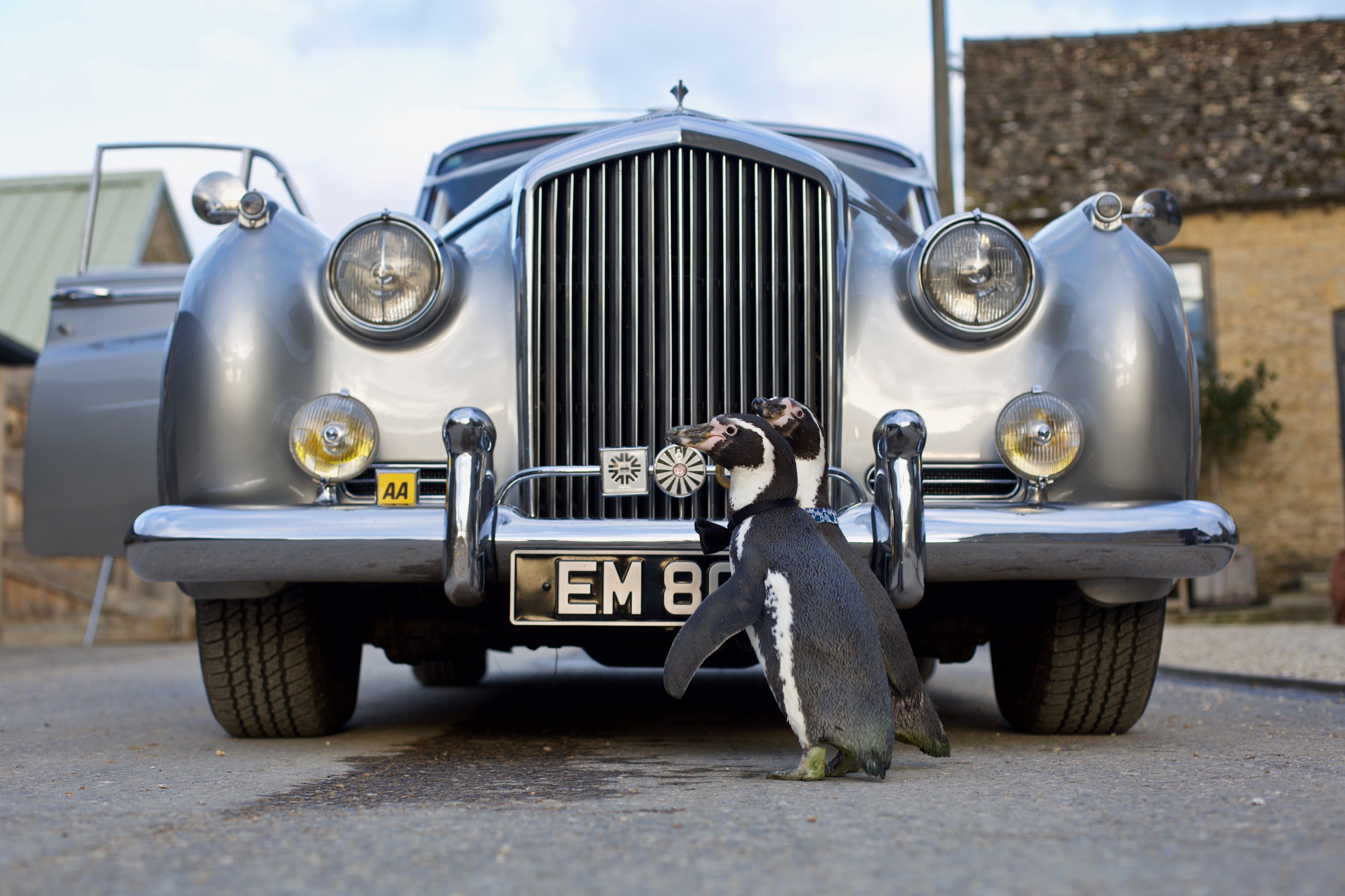 The penguins with their wedding car