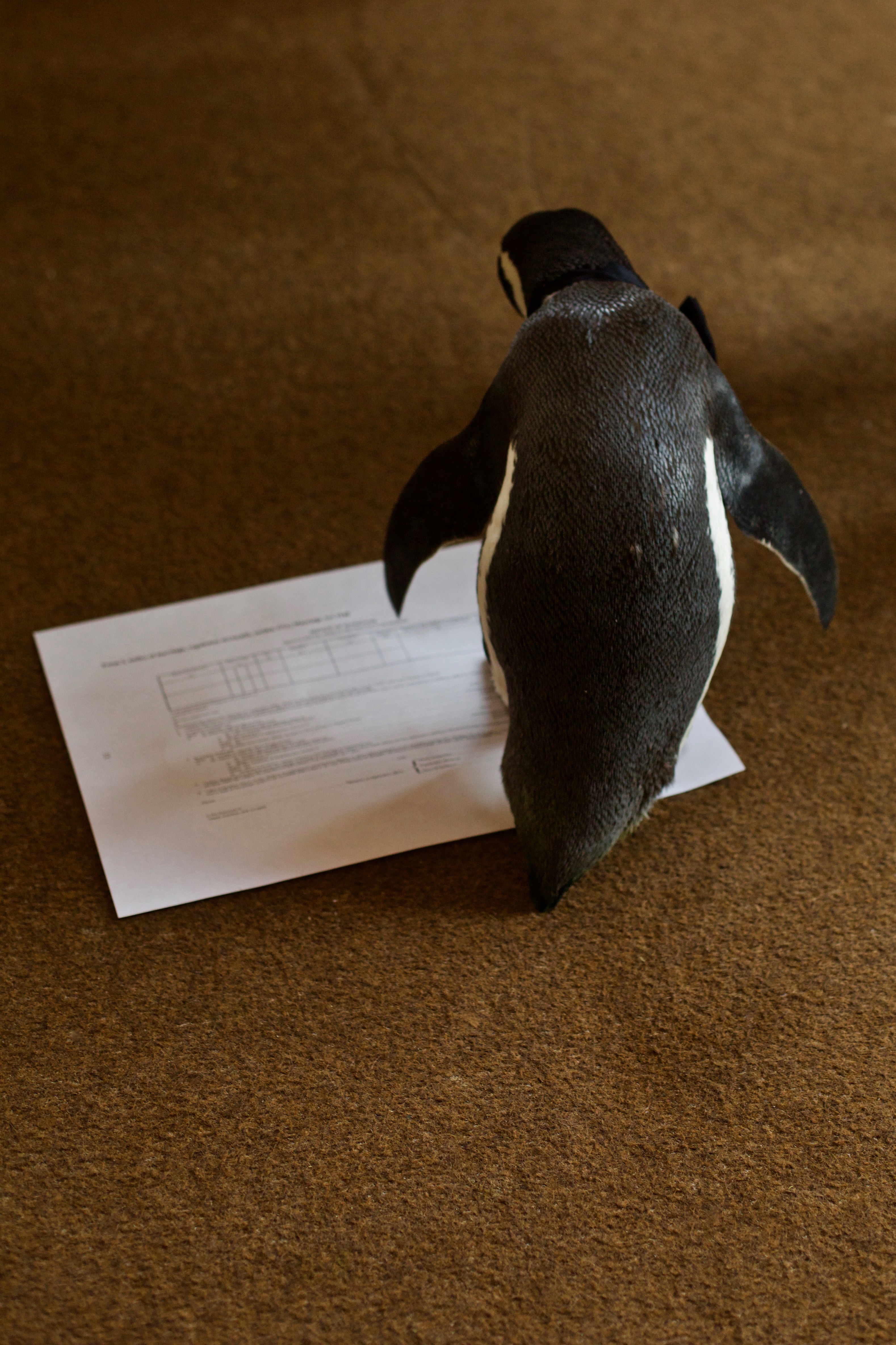 Penguin with a marriage certificate