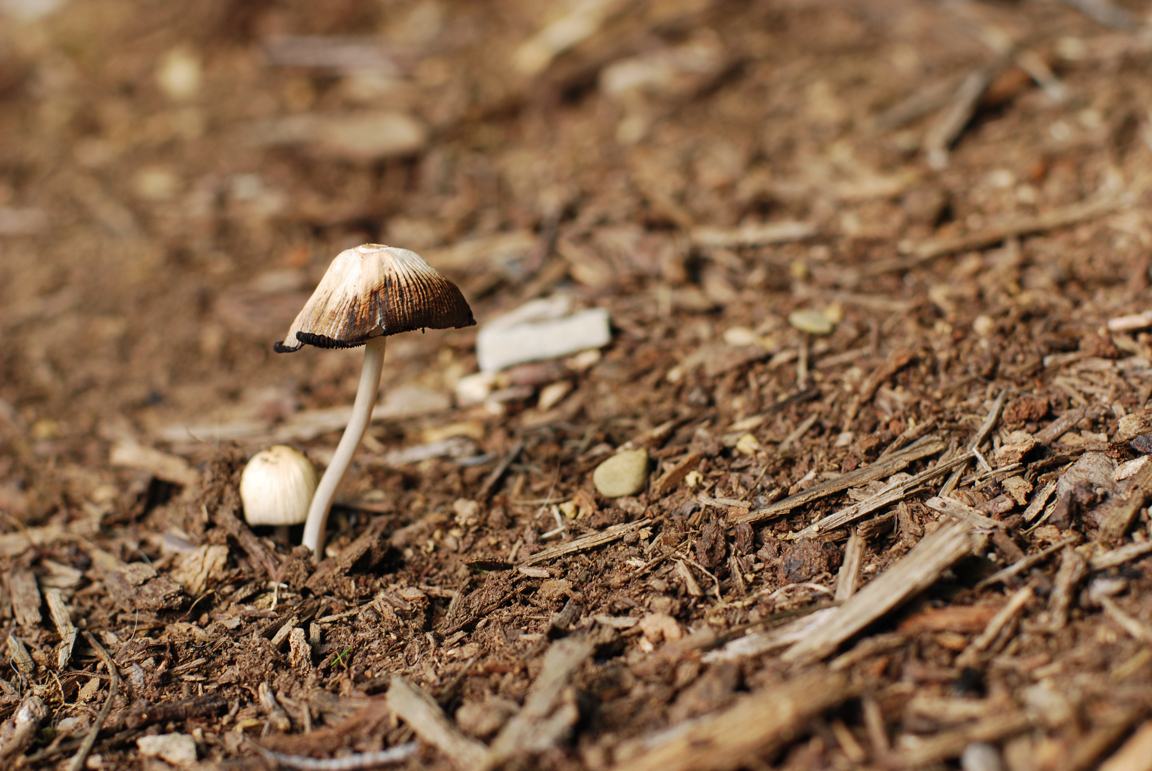 Spent mushroom compost (Thinkstock/PA)