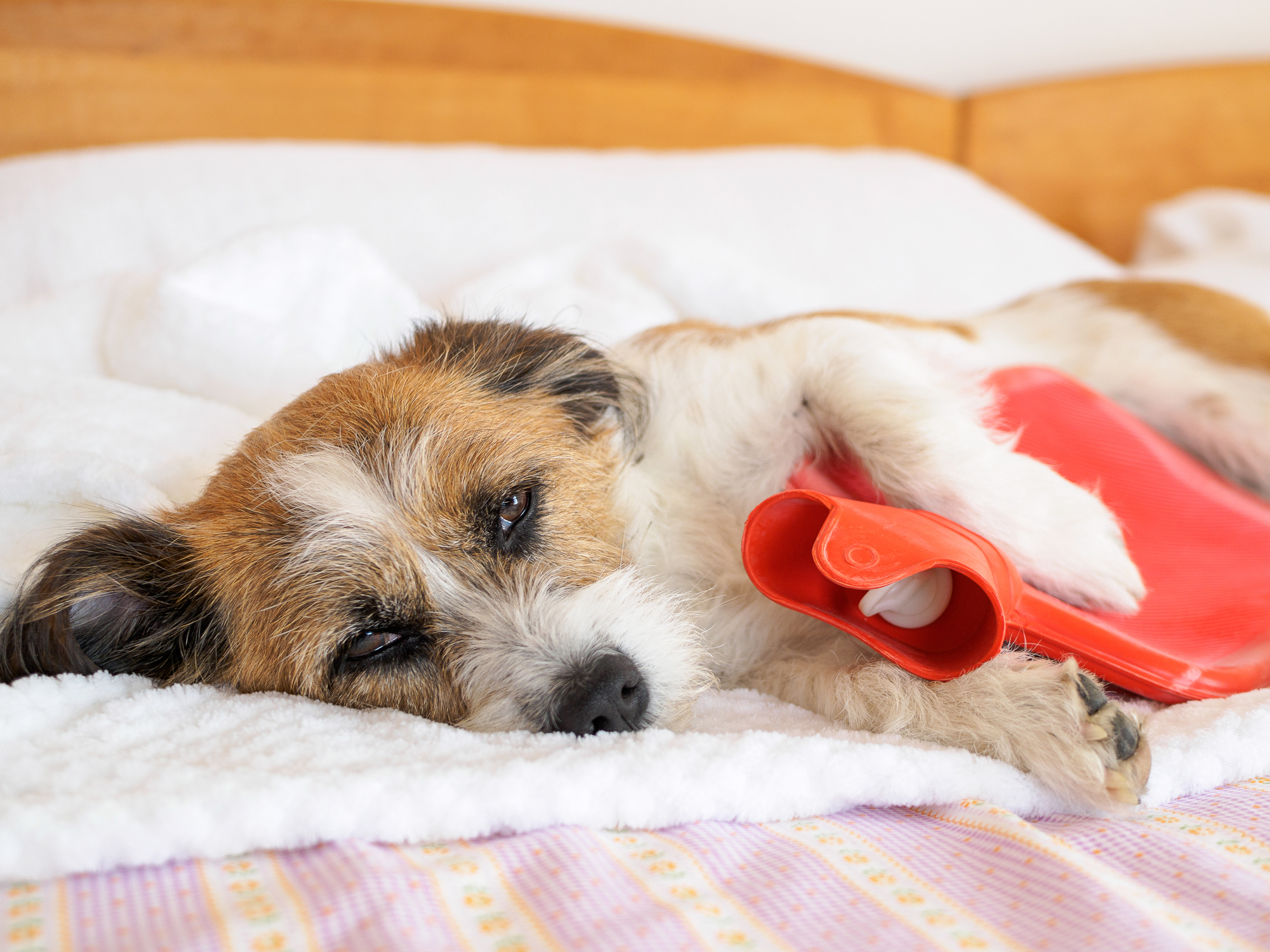 dog with hot water bottle on a bed