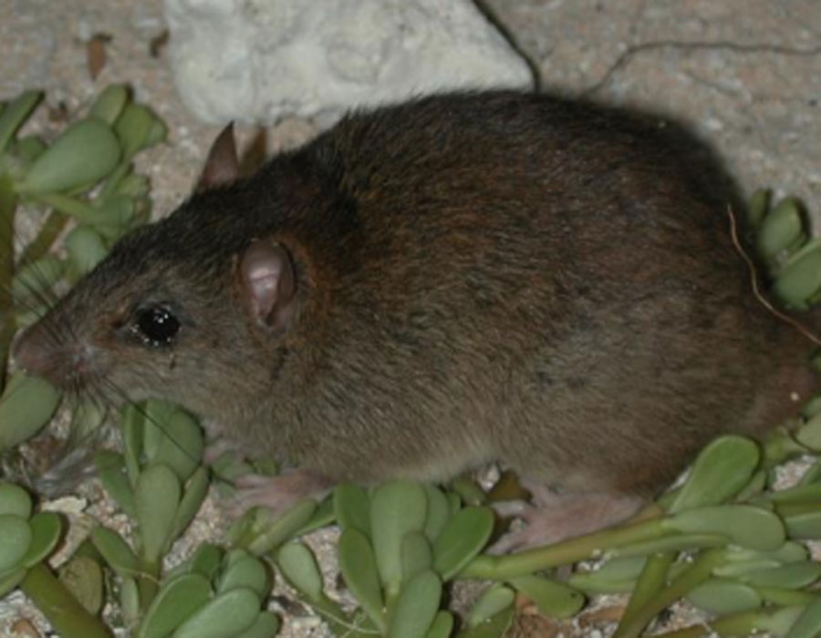 Bramble Cay melomys