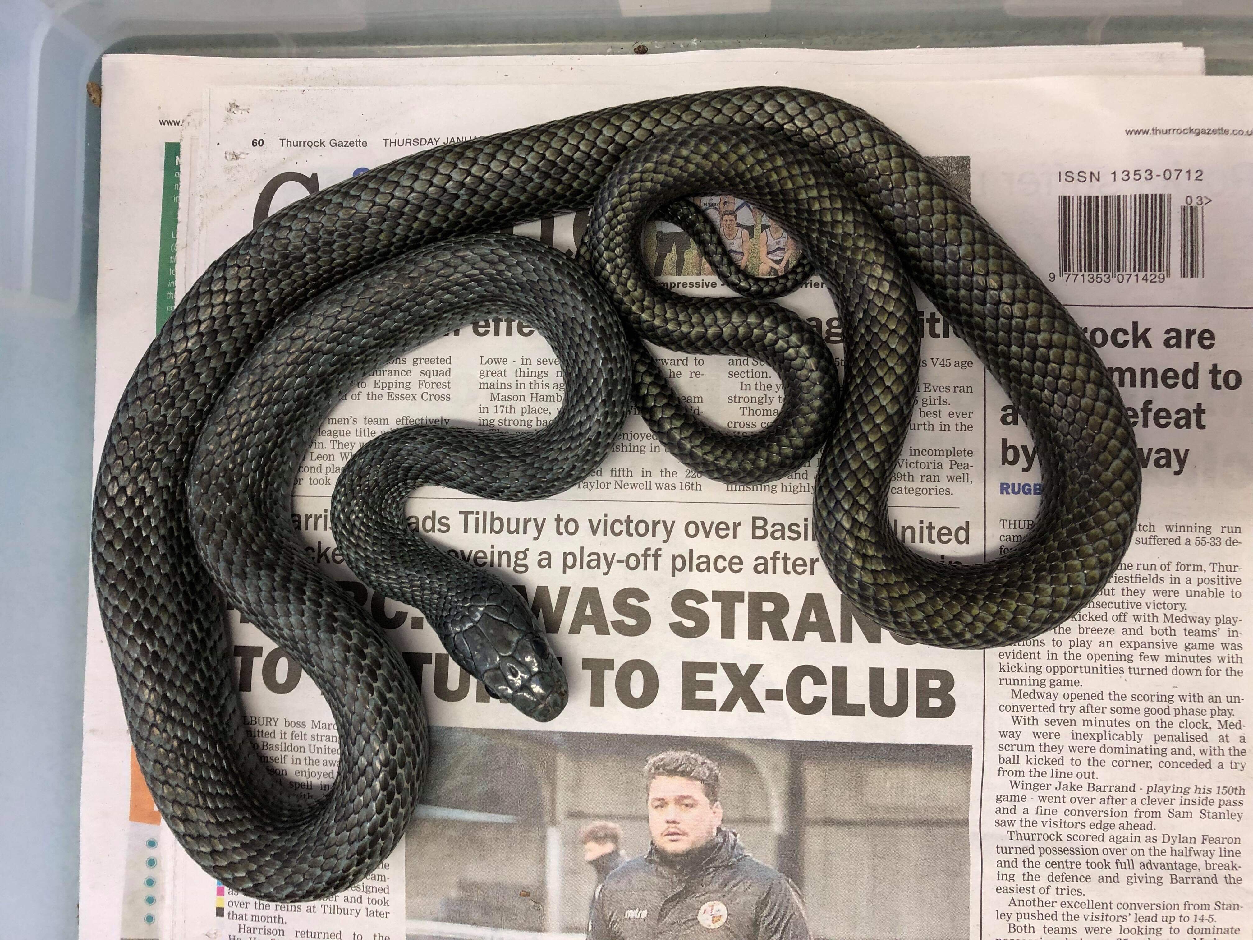 A 4ft-long rat snake was found in a bathroom in Basildon, Essex (RSPCA/ PA) 