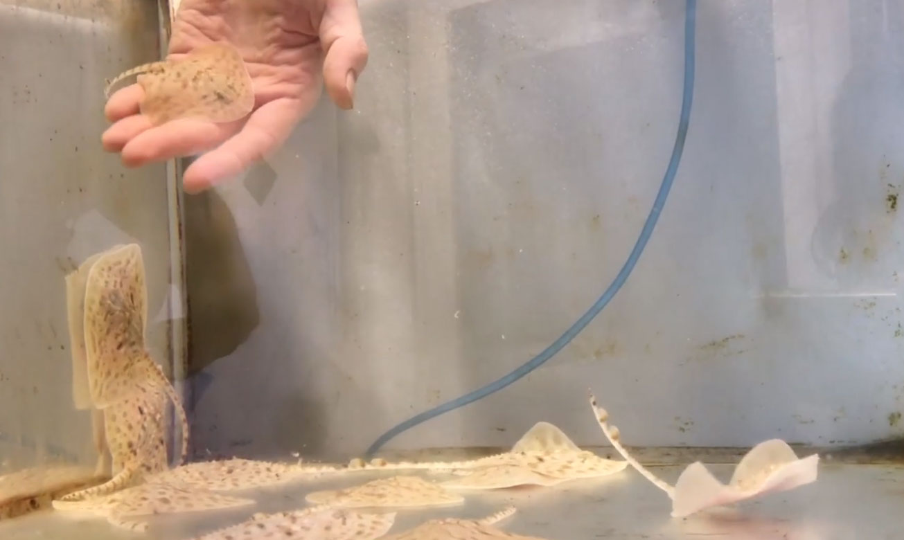 Baby ray settles into life in the nursery tank