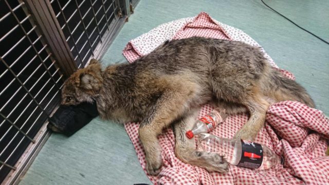The wolf lying down in the clinic