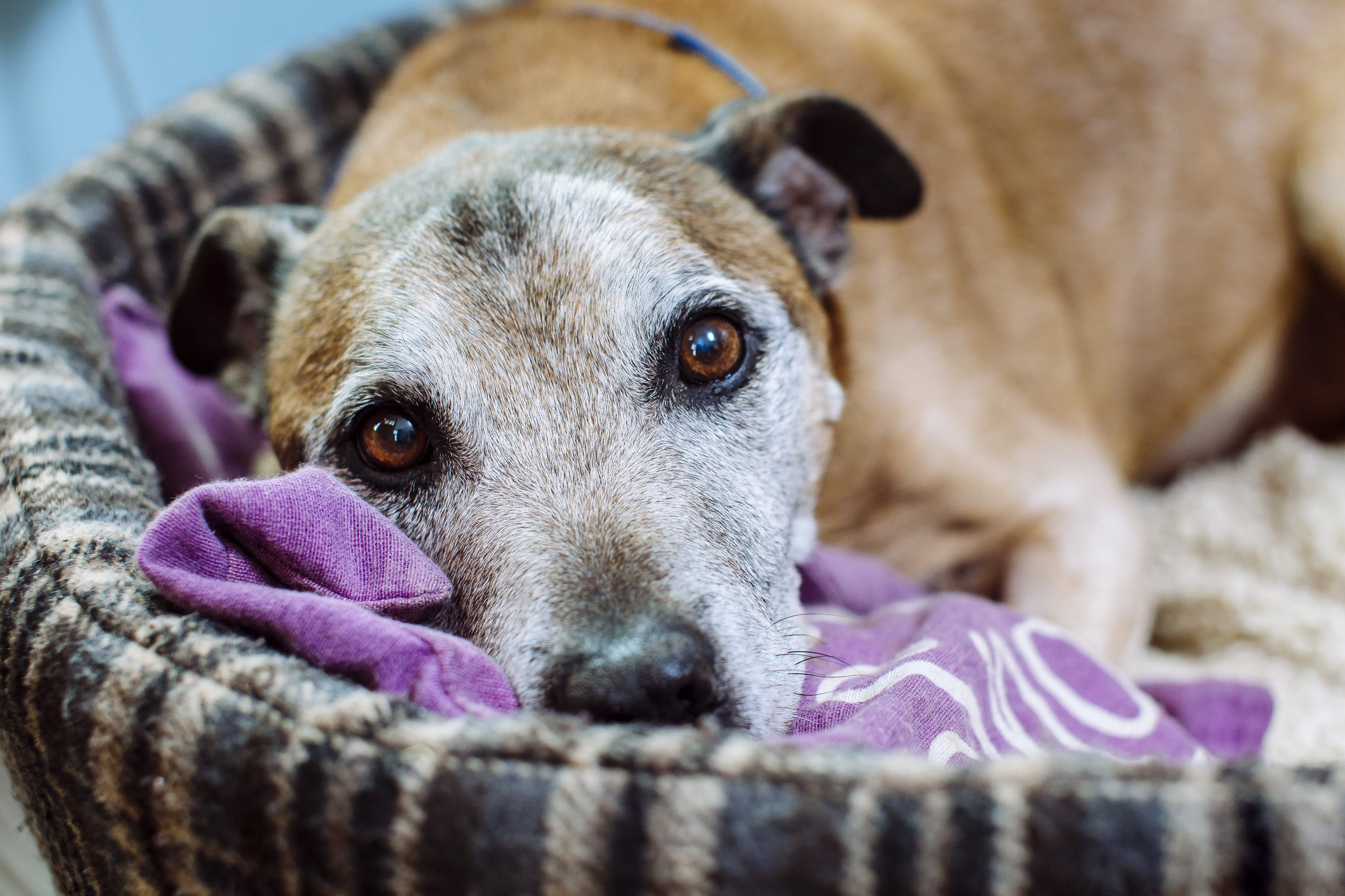 A sad looking dog in his bed (Helen Yates/Blue Cross/PA)