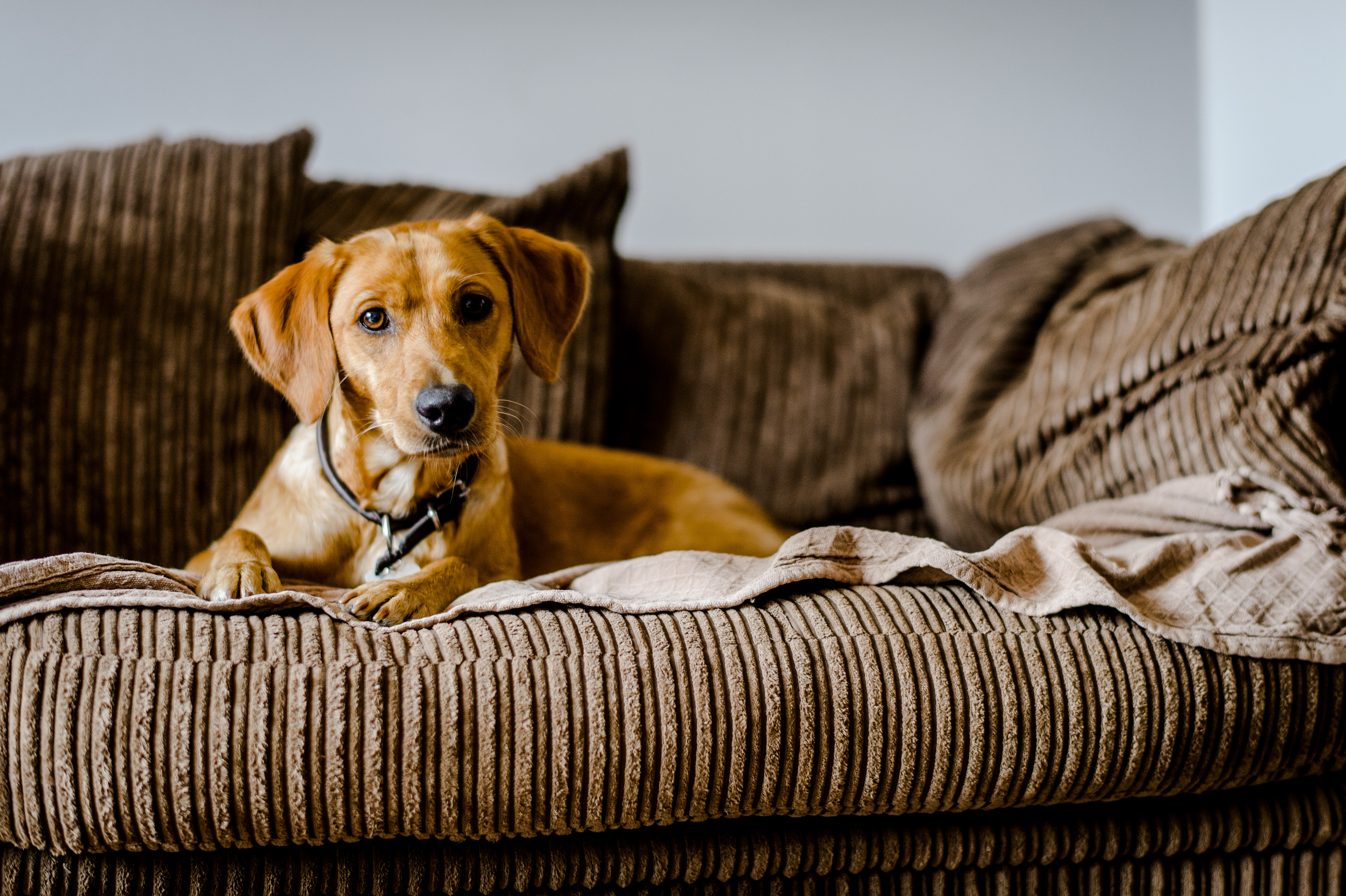 A dog lying on a sofa (Martin Phelps/Blue Cross/PA)