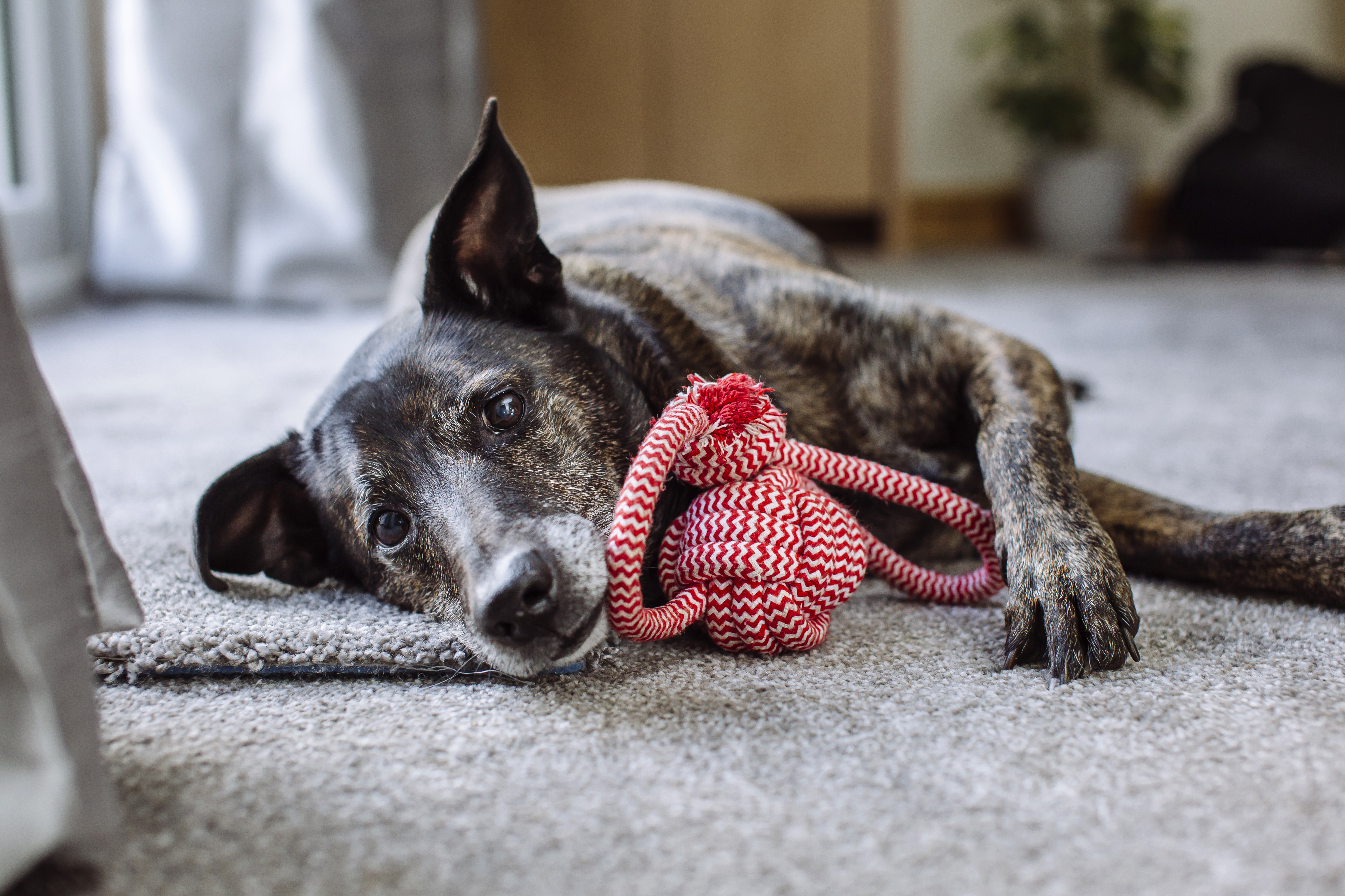 A dog lying down with his toy (Helen Yates/Blue Cross/PA)