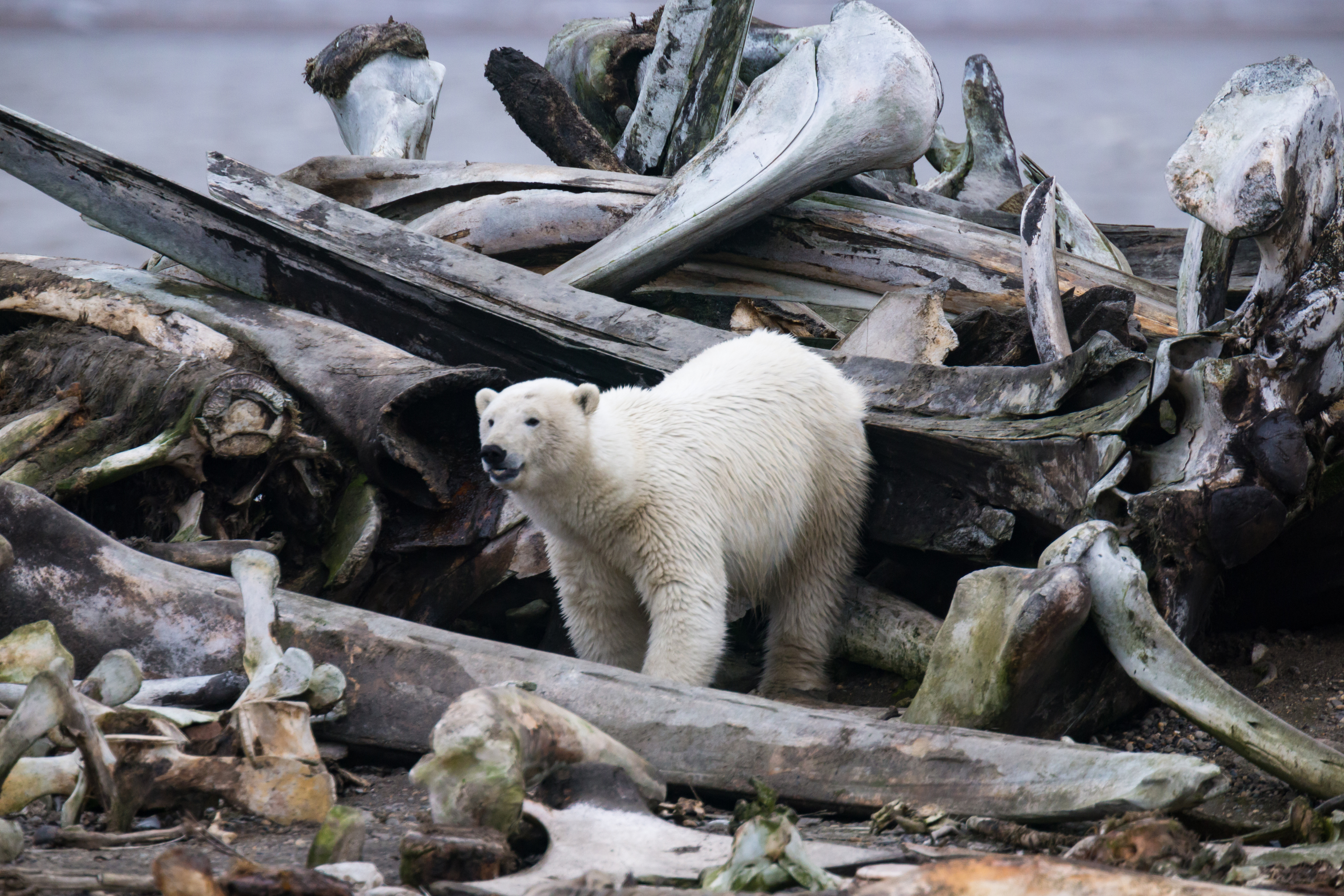 Polar bear in bone pile