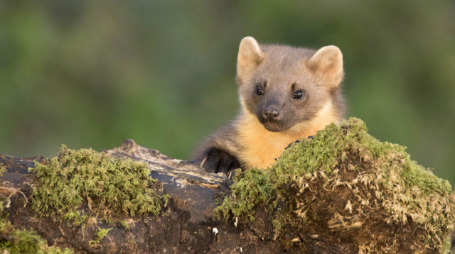 Pine marten have expanded from the Scottish Highlands (Robert Cruickshanks/PA)