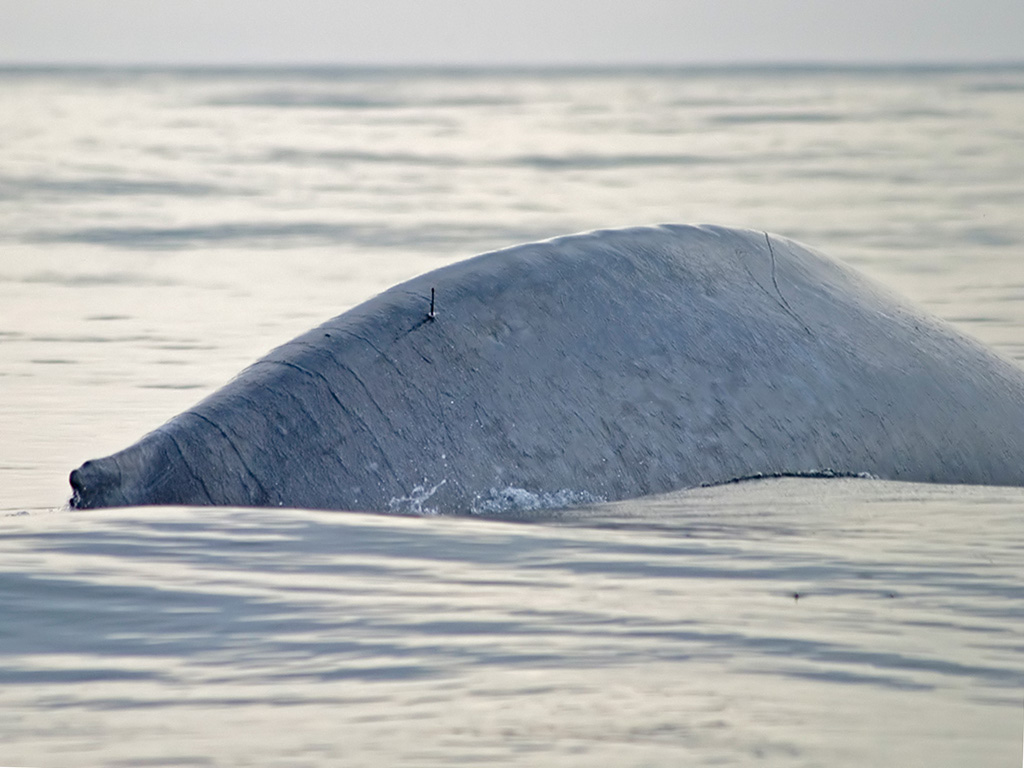 Blue whale