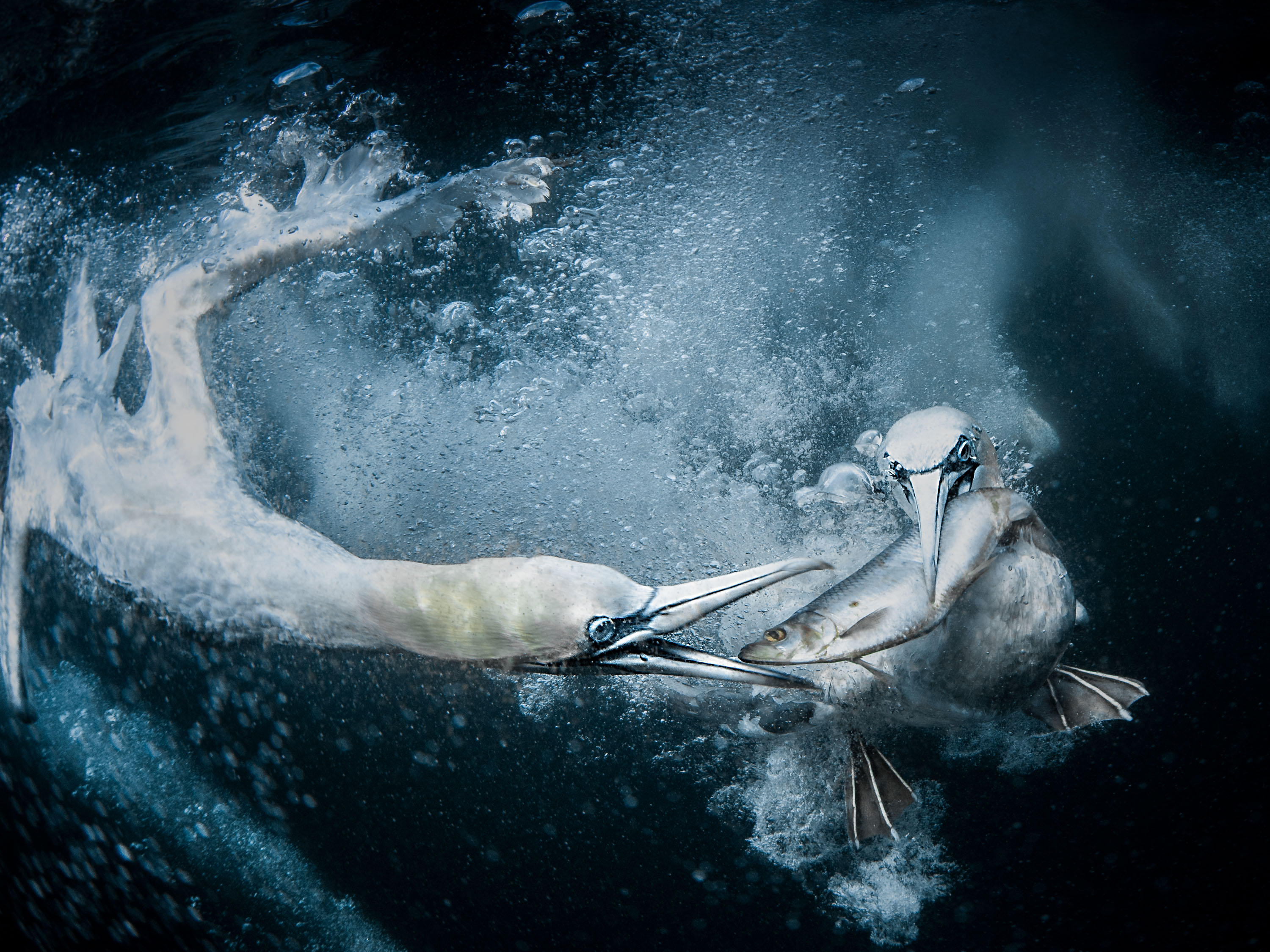 Underwater Gannets, Tracey Lund