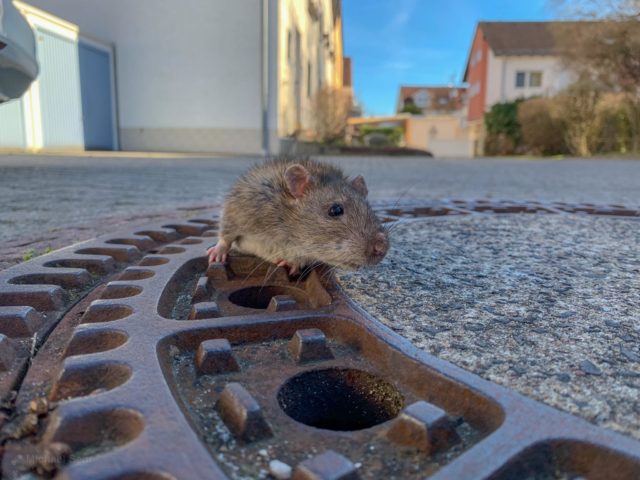 The rat escaped safely back down the sewer after being rescued (Berufstierrettung Rhein Neckar)